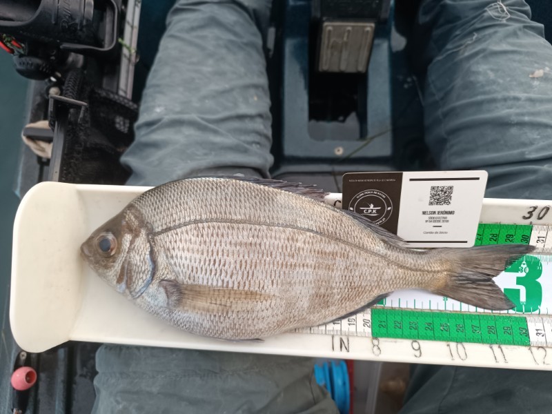 Fish Measure Picture