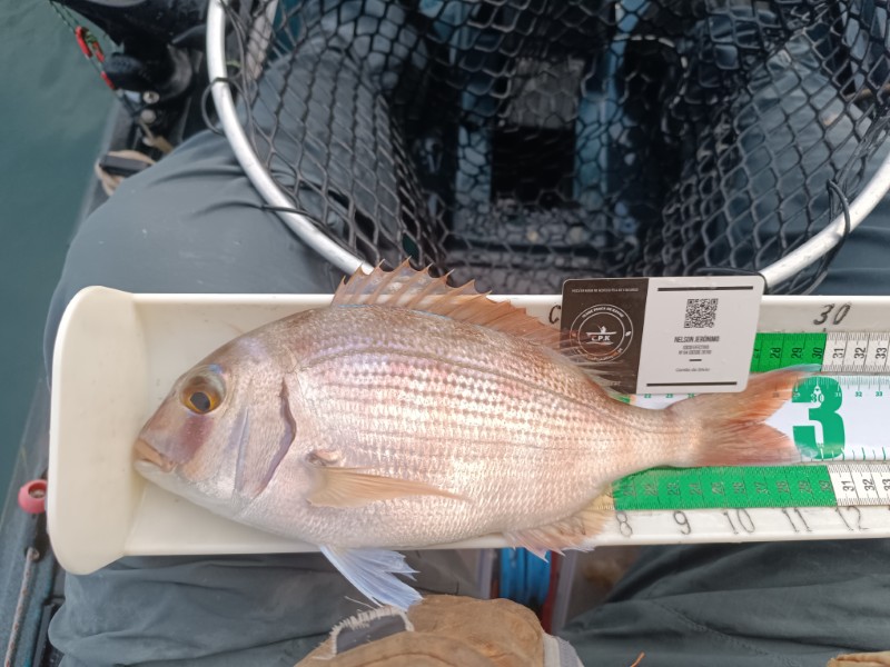 Fish Measure Picture