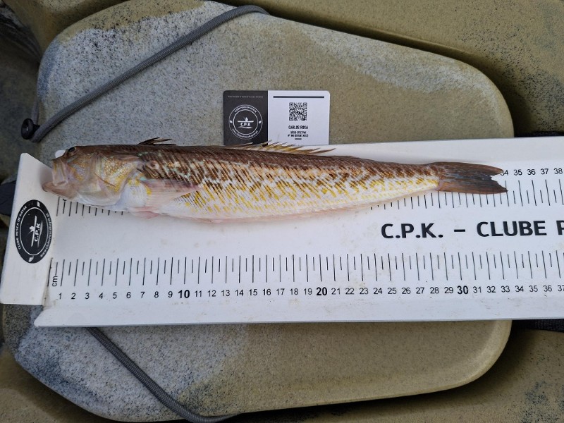Fish Measure Picture