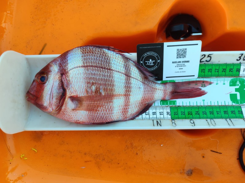 Fish Measure Picture