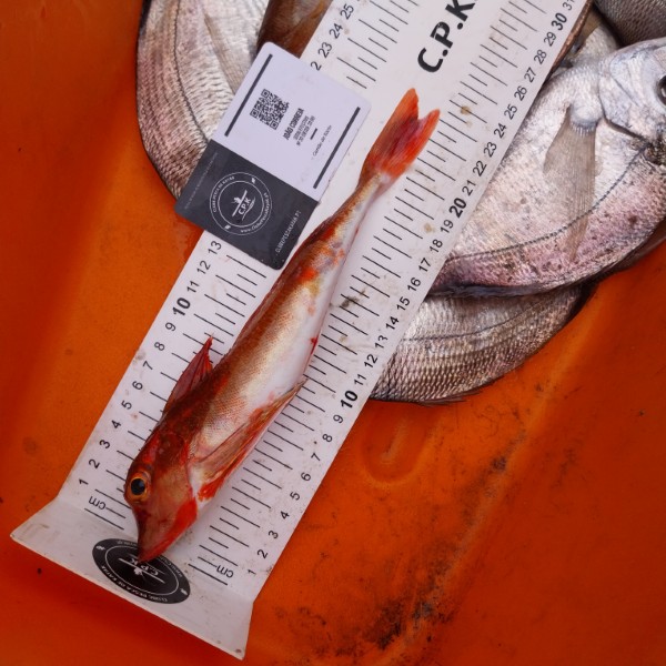 Fish Measure Picture