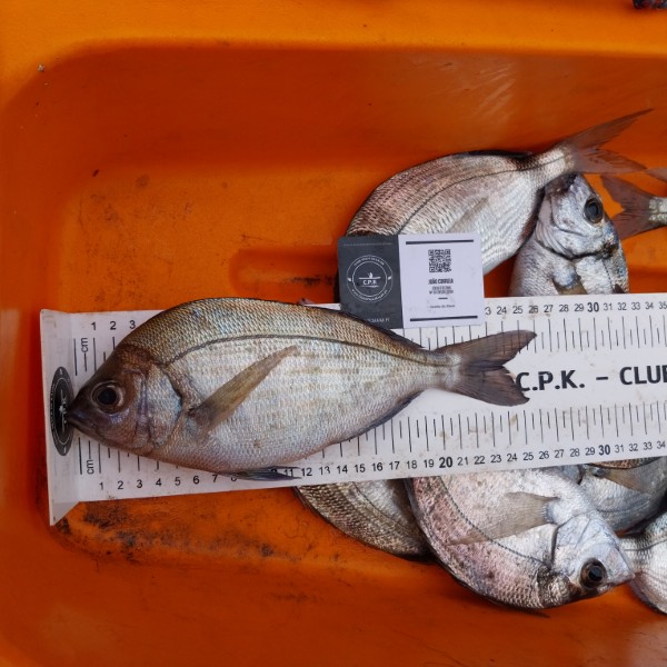 Fish Measure Picture