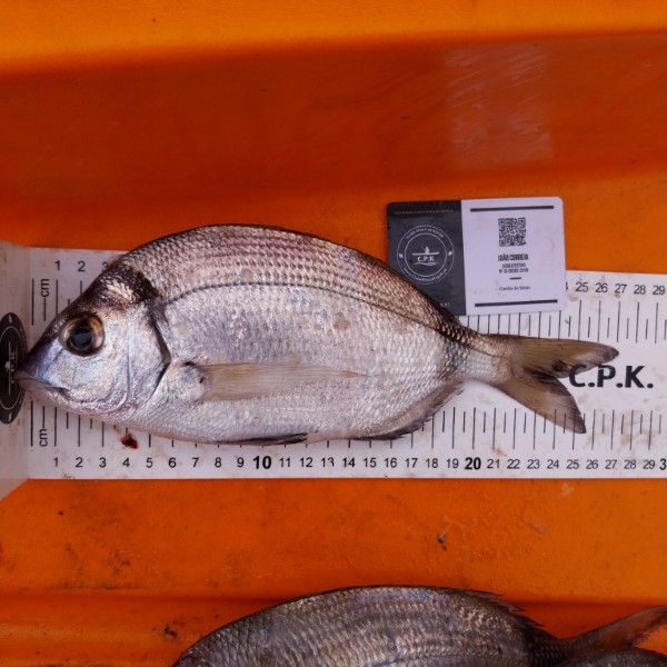 Fish Measure Picture