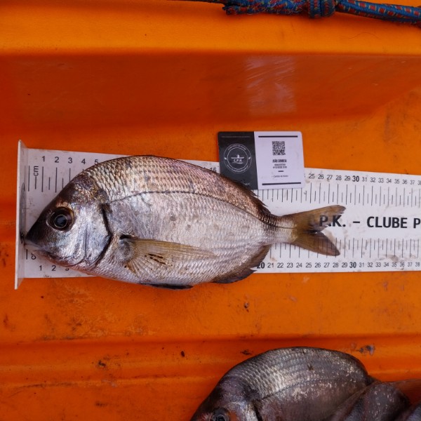 Fish Measure Picture