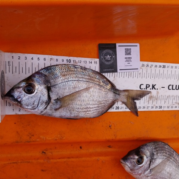 Fish Measure Picture