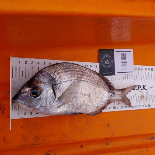 Fish Measure Picture