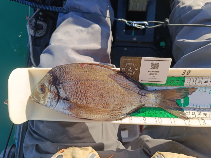 Fish Measure Picture