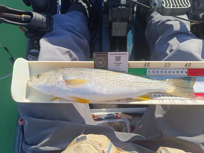 Fish Measure Picture