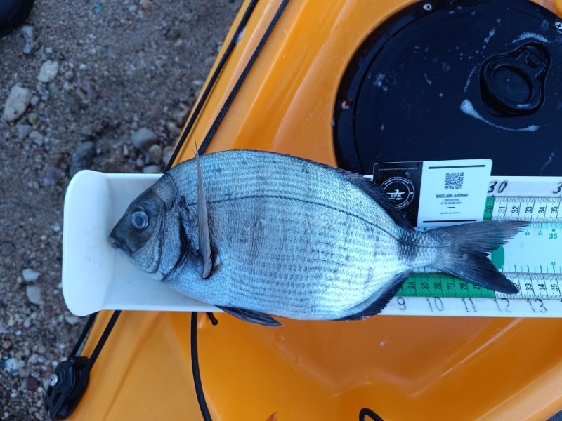 Fish Measure Picture