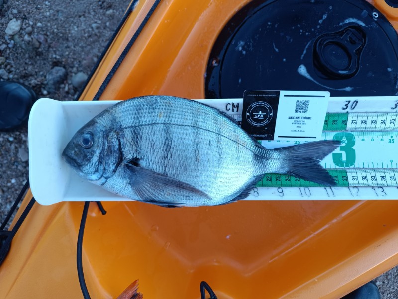 Fish Measure Picture