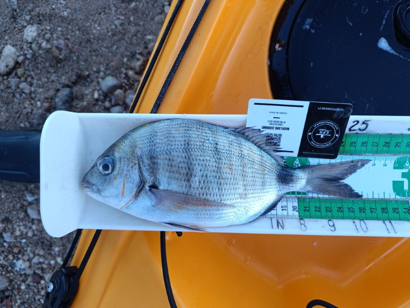 Fish Measure Picture