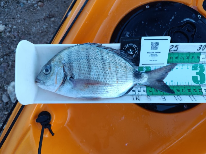 Fish Measure Picture