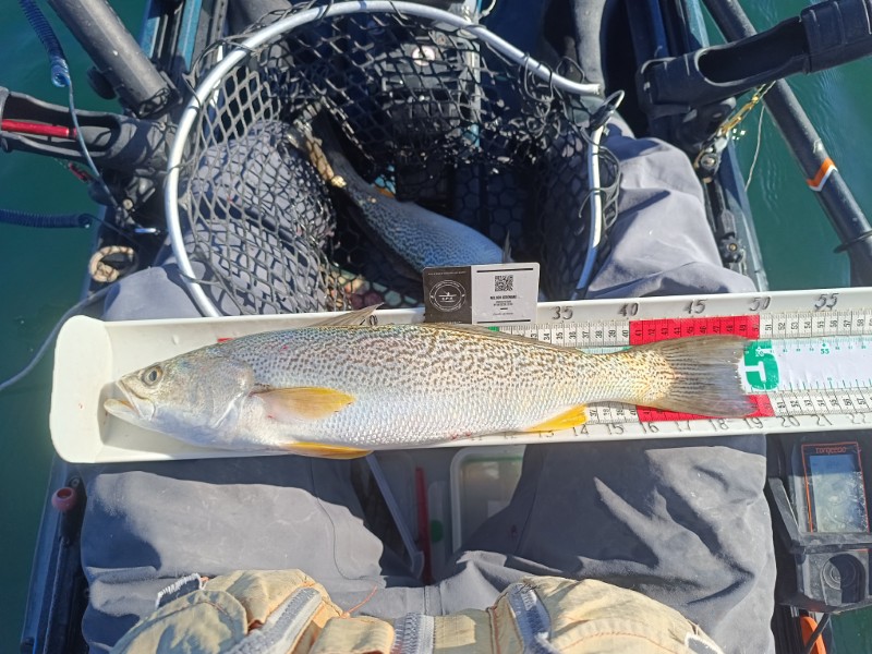 Fish Measure Picture