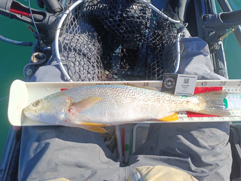 Fish Measure Picture