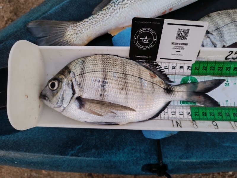 Fish Measure Picture
