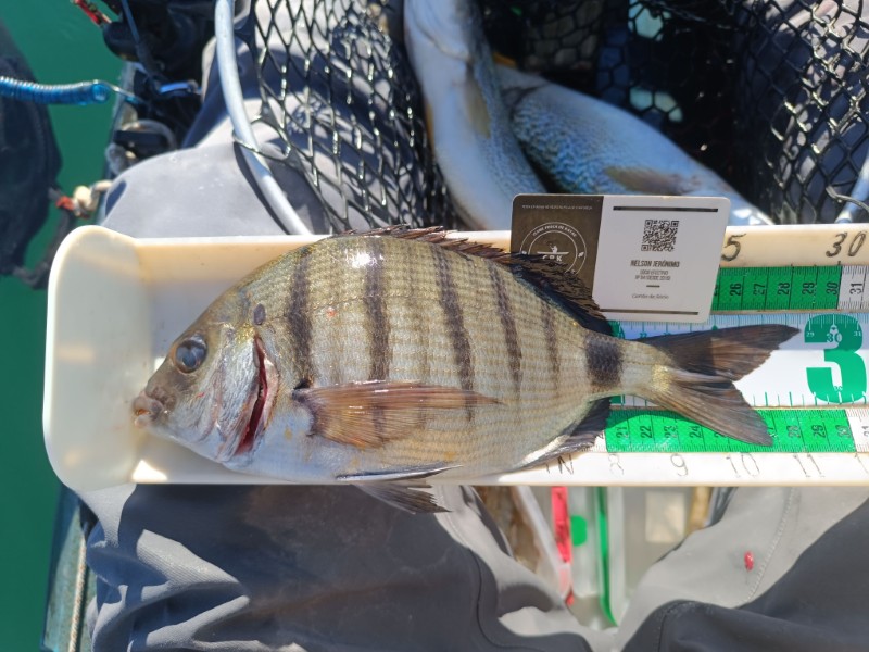 Fish Measure Picture