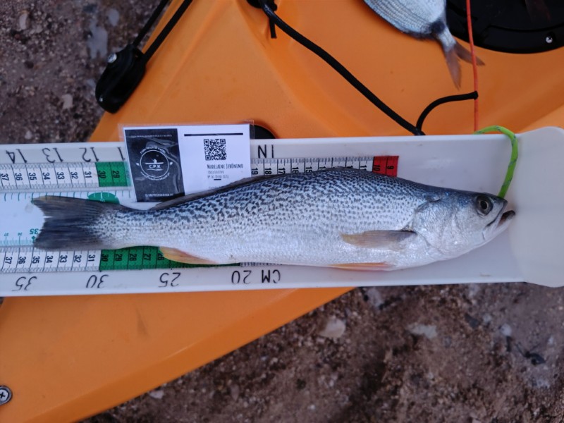 Fish Measure Picture