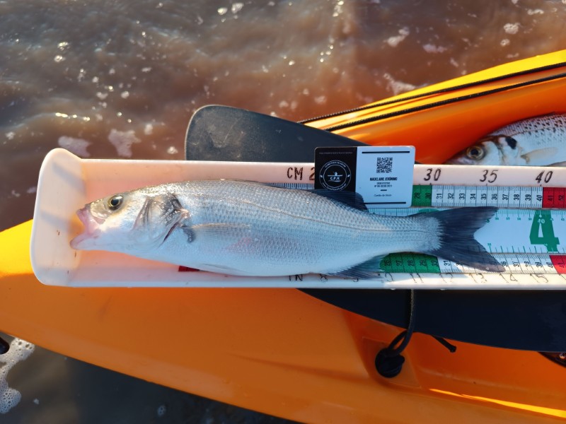 Fish Measure Picture