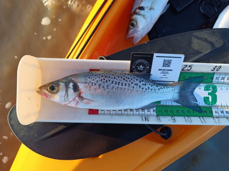 Fish Measure Picture
