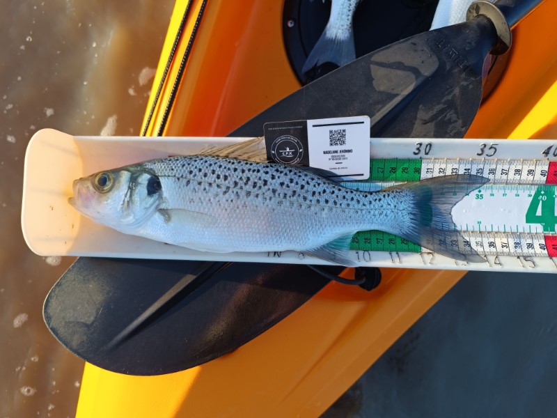 Fish Measure Picture